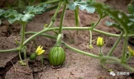 南充吃瓜爆料公司地址,地址曝光，带你一探究竟